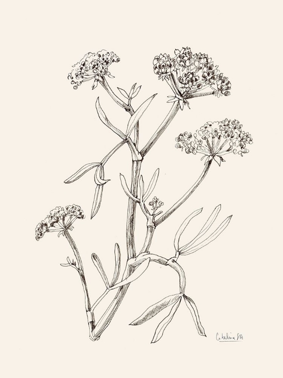 Picture of SEA FENNEL