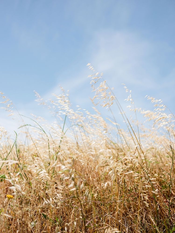 Picture of MOVING GRASS