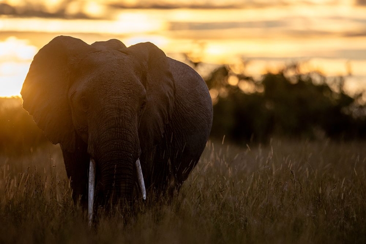 Picture of ELEPHANT SUNRISE