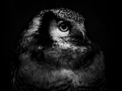 Picture of OWL PORTRAIT 2