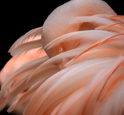 Picture of FLAMINGO