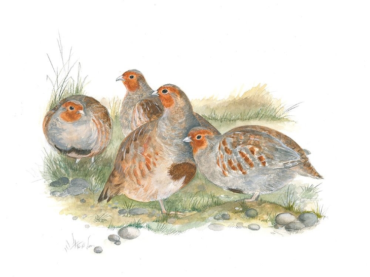 Picture of FOUR PARTRIDGES