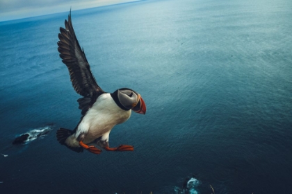 Picture of ICELAND | FLIGHT