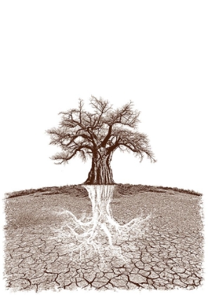 Picture of BAOBAB MYTHICAL ROOTS