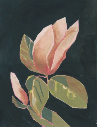 Picture of MAGNOLIA IN DARK BACKGROUND