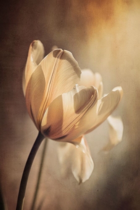 Picture of PASTEL TULIP