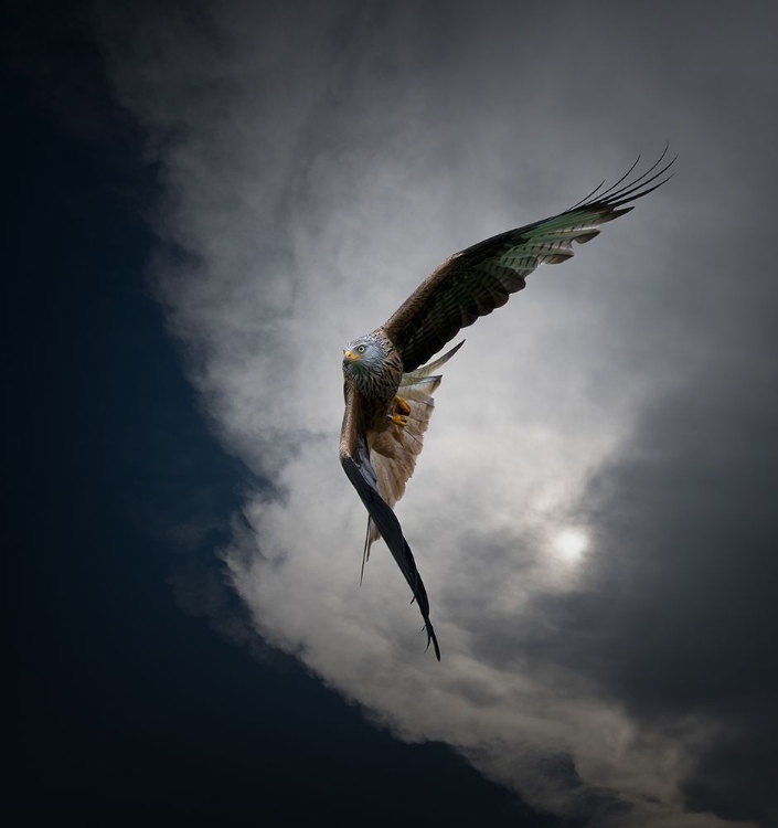 Picture of RED KITE