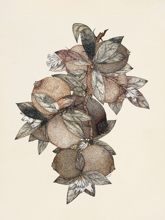 Picture of POMEGRANATE (1867) RUFUS KING