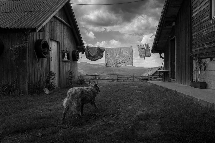 Picture of LAUNDRY DAY