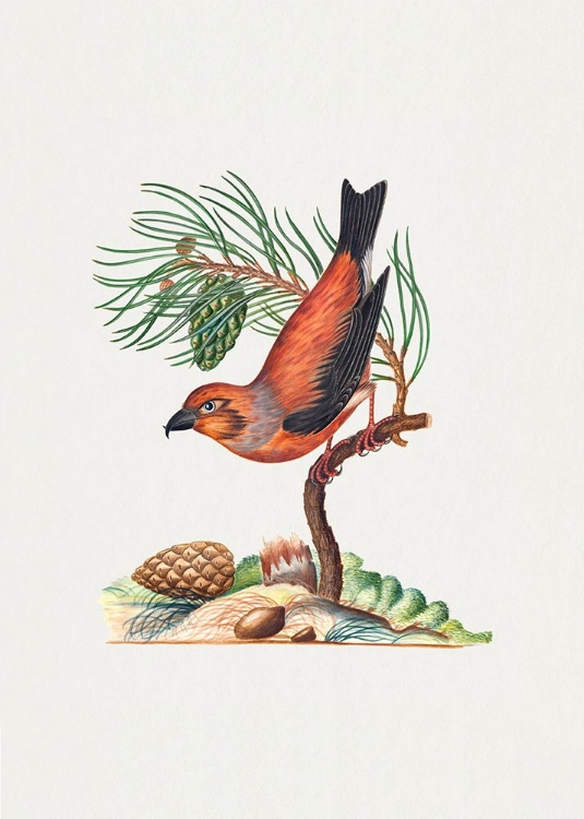 Picture of RED CROSSBILL