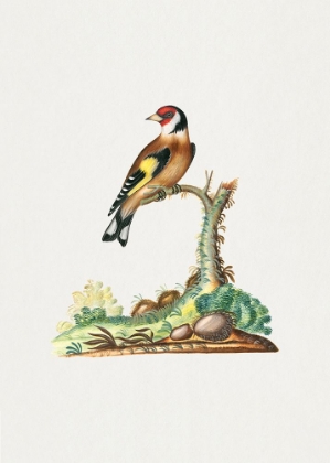 Picture of EUROPEAN GOLDFINCH