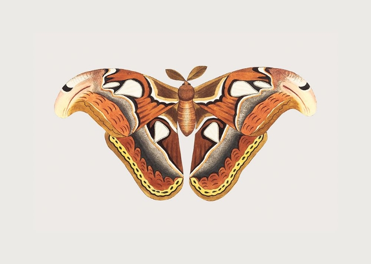 Picture of ATLAS MOTH