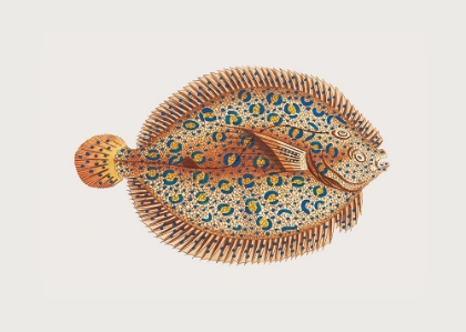 Picture of ARGUS FLOUNDE