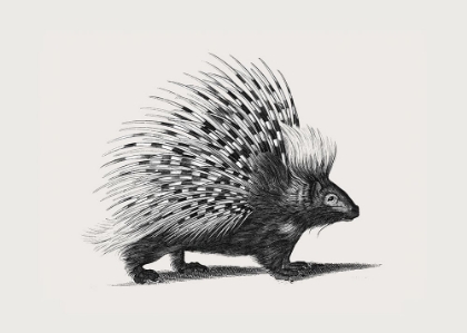 Picture of ILLUSTRATION OF PORCUPINE