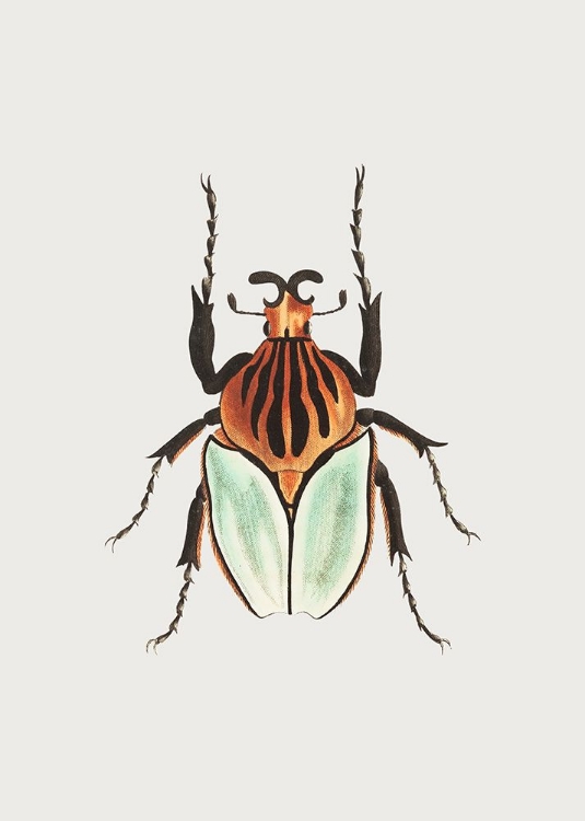 Picture of CACIQUE BEETLE