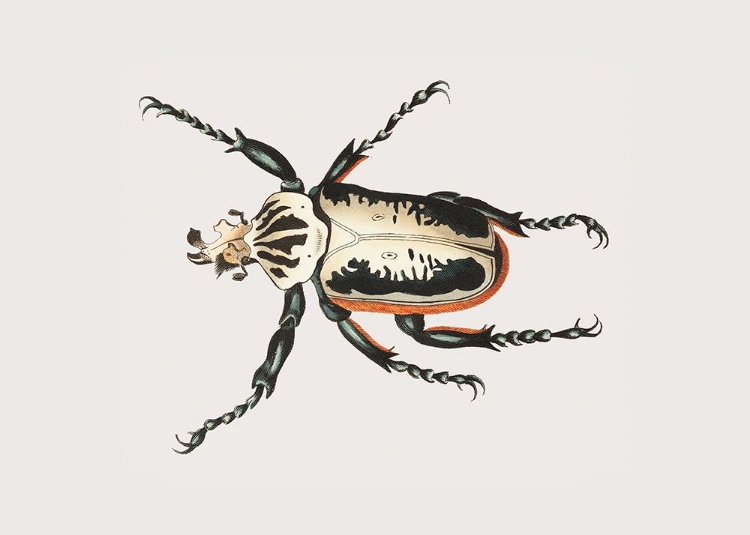 Picture of GOLIATH BEETLE