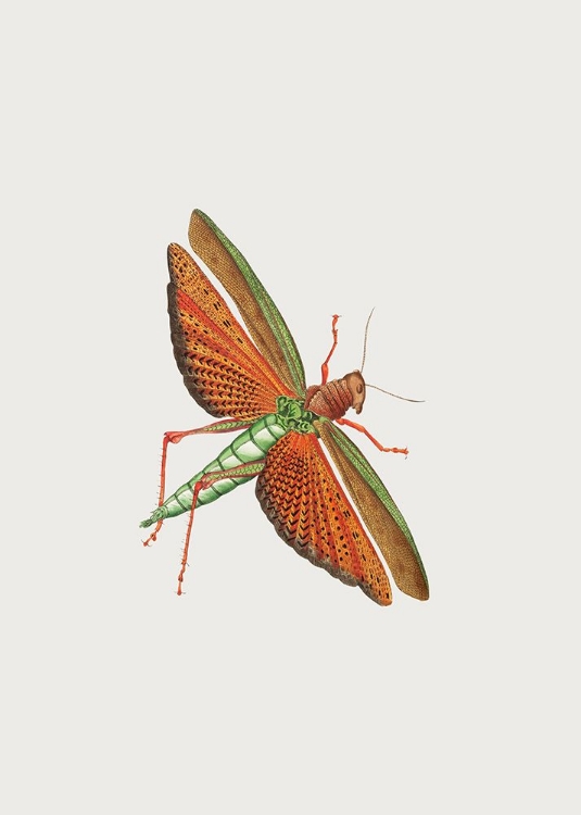 Picture of IMPERIAL LOCUST