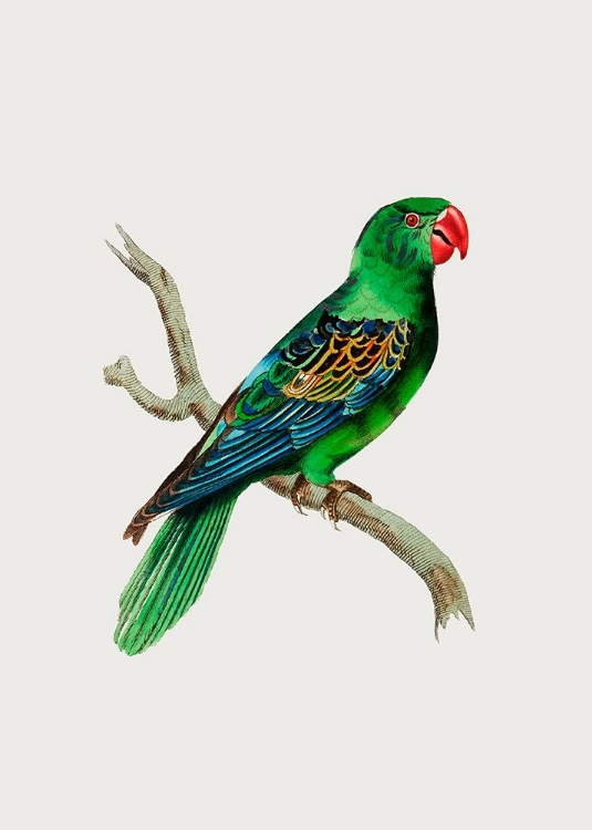 Picture of GREAT BILLED PARROT