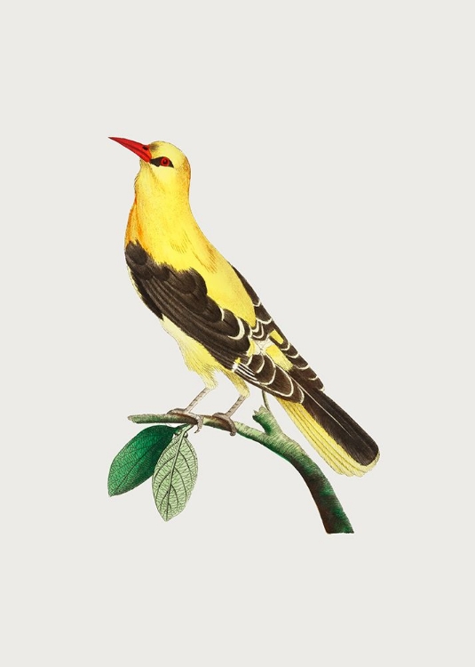 Picture of GOLDEN ORIOLE