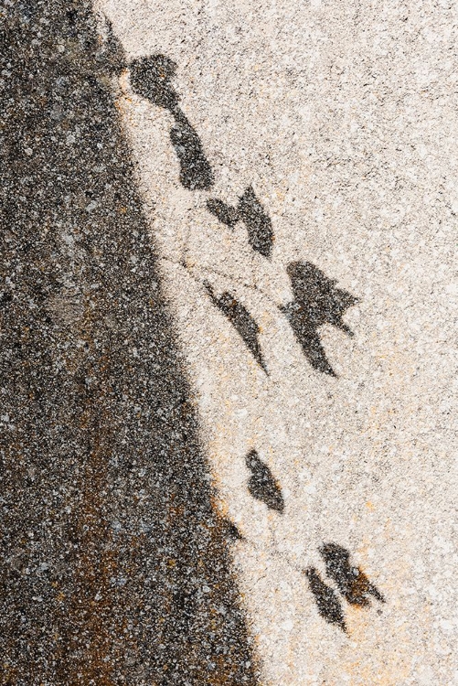 Picture of BOTANICAL SHADOW ON THE WALL