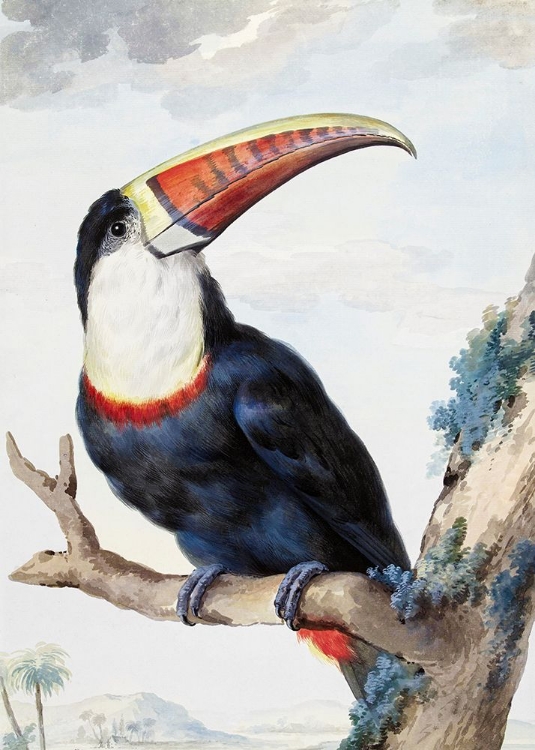 Picture of RED BILLED TOUCAN