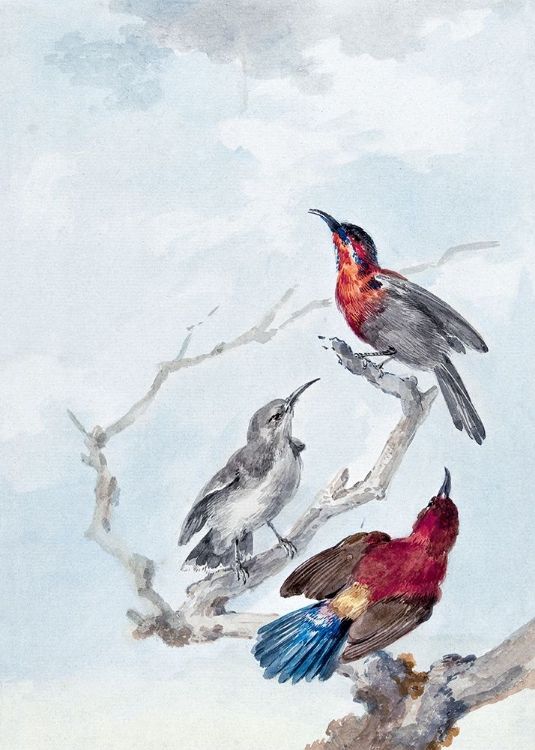 Picture of THREE CRIMSON SUNBIRDS