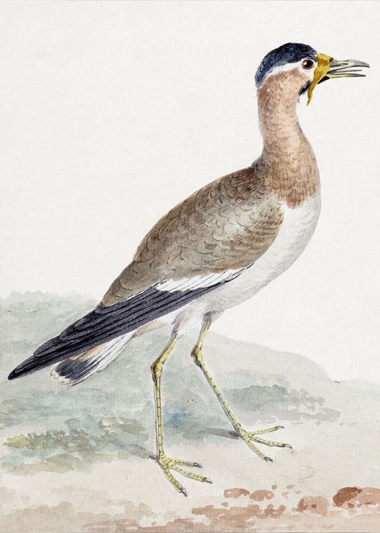 Picture of A YELLOW WATTLED LAPWING