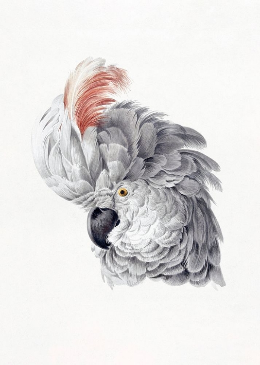 Picture of COCKATOO HEAD