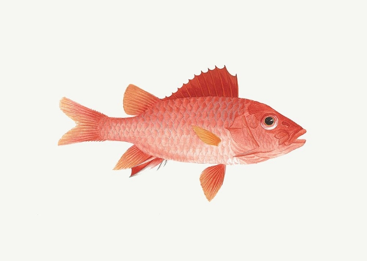 Picture of FISH