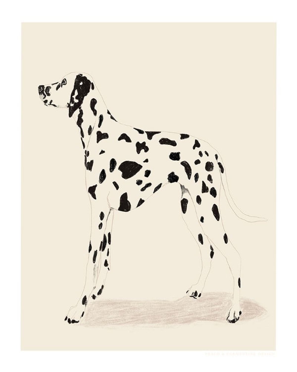 Picture of PANDC DALMATION