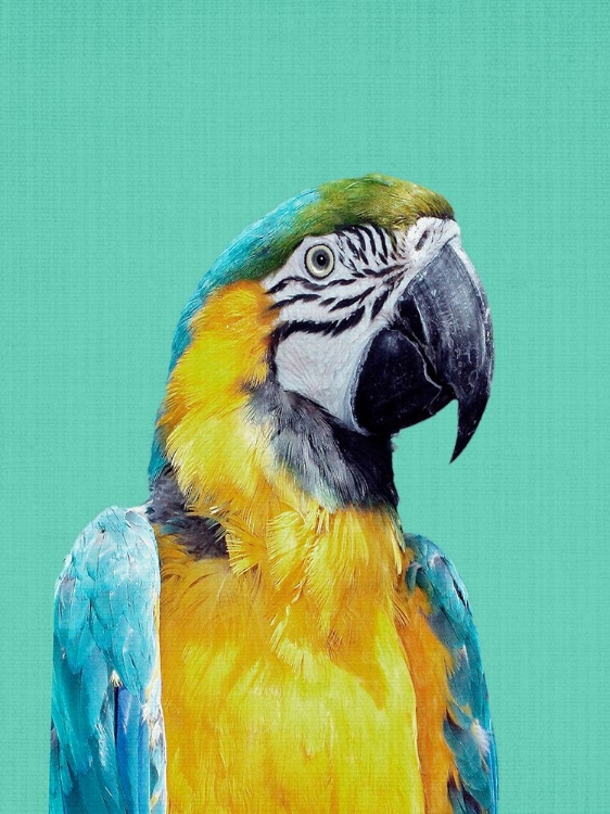 Picture of MACAW