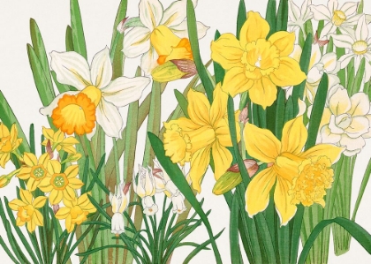 Picture of DAFFODIL NO.2