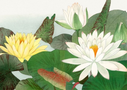 Picture of NYMPHAEA LOTUS NO.2