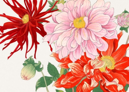 Picture of DAHLIA FLOWER NO.2