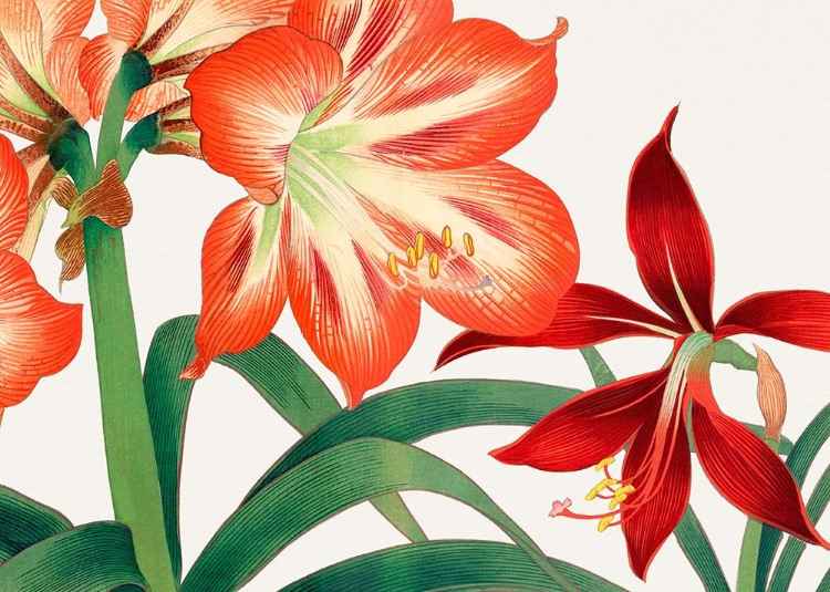 Picture of VINTAGE AMARYLLIS FLOWER NO.2