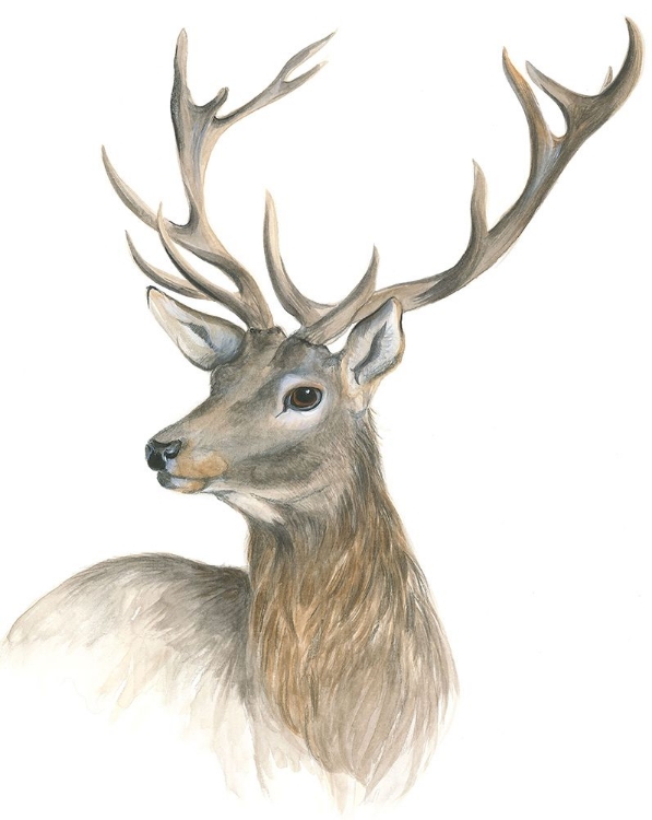 Picture of RED DEER STAG