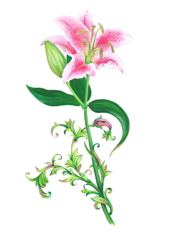 Picture of STARGAZER LILY