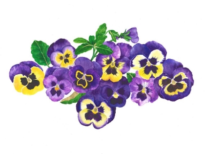 Picture of PANSIES