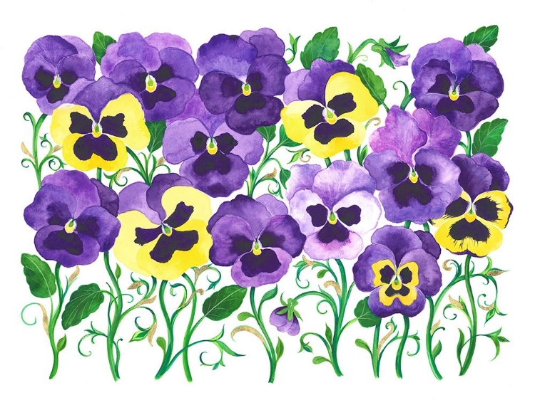 Picture of PANSY FIELD