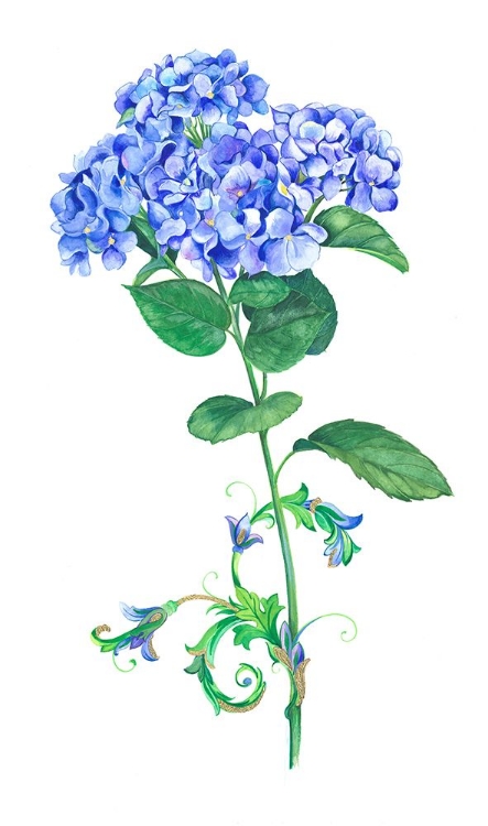 Picture of BLUE HYDRANGEA