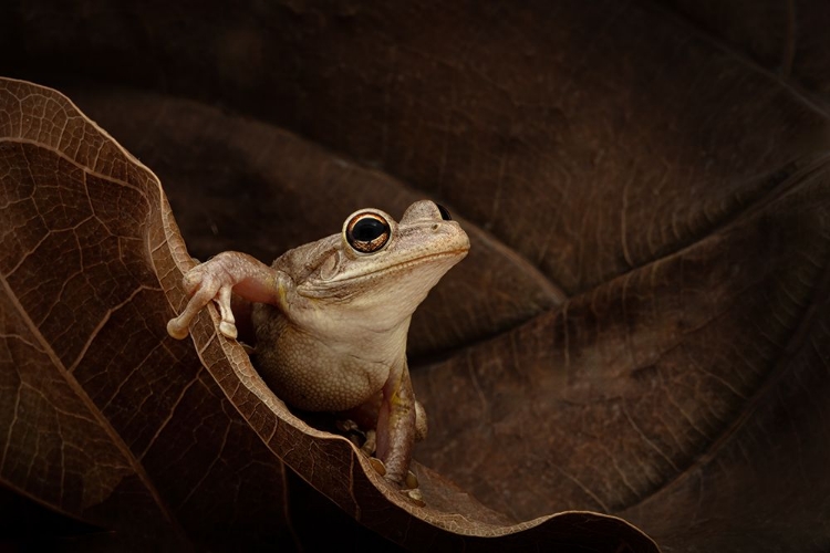 Picture of CUBAN TREE FROG