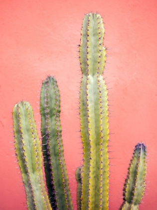 Picture of PRETTY PINK CACTUS MARRAKECH