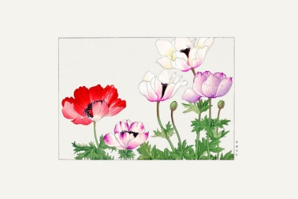 Picture of POPPY FLOWER