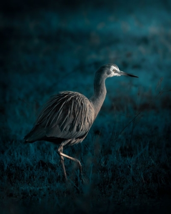 Picture of WHITE-FACED HERON