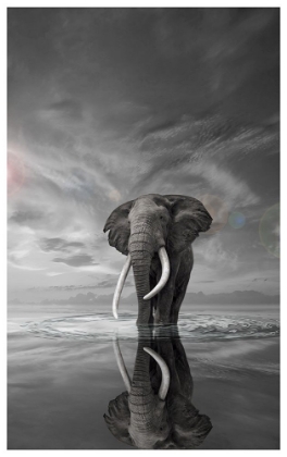 Picture of ELEPHANT STILL ON WATER