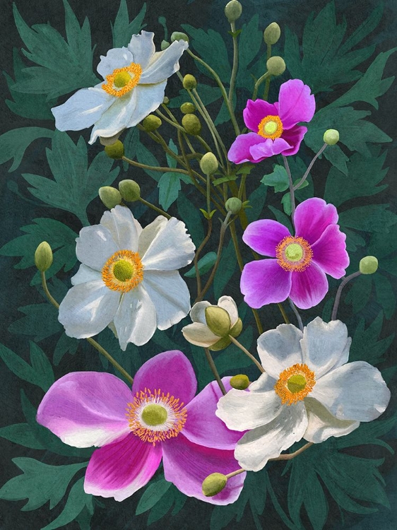 Picture of ANEMONE FLOWERS