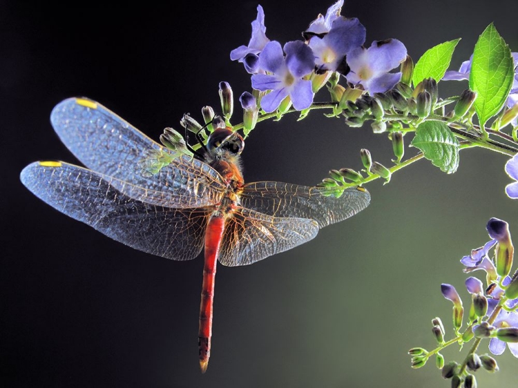 Picture of DRAGONFLY