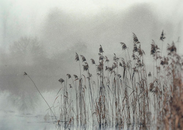 Picture of WET PLATE PHOTOGRAPHY NATURE 2