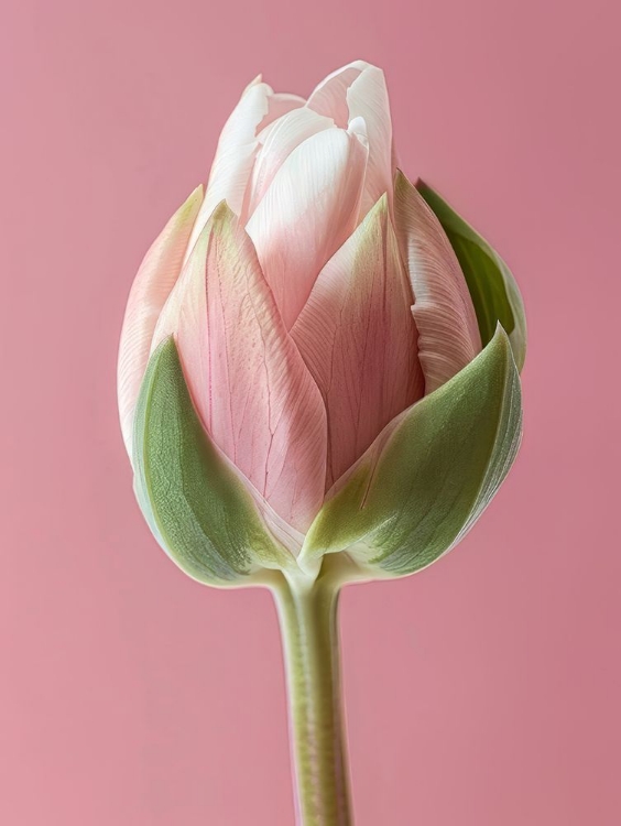 Picture of PINK TULIP