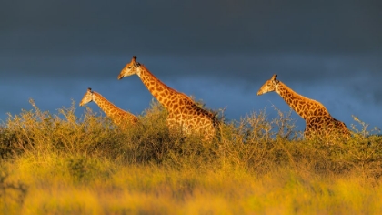 Picture of GIRAFFES AT THE SUNSET